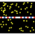 Electron Transport Chain preview image